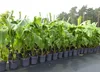 Bananenstaude Musa Basjoo 100 - 120 cm winterhart Staude Produktbild-Vorschau 1