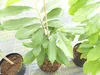 Indianerbanane 180 cm Asimina triloba Sunflower Papau Produktbild-Vorschau 3