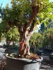 Drzewo granatu Sunny Tree XXL, Punica Granatum, 240 cm, Podgląd zdjęcia produktu 2