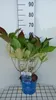 Hydrangea macr. 'Endless Summer The Original'®blue - Podgląd zdjęcia produktu 2