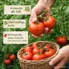 Tomate Harzfeuer F1 1000 Korn, leuchtend rote Früchte Produktbild-Vorschau 3