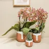 Orchidea Phalaenopsis Spider Orange Ø9cm - Pianta da Anteprima dell’immagine prodotto 3
