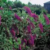 3 x Summer Lilac Assortment: Zestaw 3 krzewów Podgląd zdjęcia produktu 4