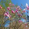 Magnolia Betty 2L Podgląd zdjęcia produktu 4