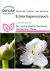 SAFLAX - Skutočný kaparový krík - Capparis spinosa - 25 Náhľad obrázku produktu 11