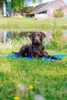 Nobby Kühlmatte, Kühlendes Haustierbett, Drinnen, Hund, Produktbild-Vorschau 5