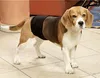 A beagle dog wearing a black wrap around its midsection stands on a tiled floor. Produktbild-Vorschau