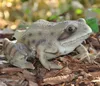 Gartenfigur Teichfigur Dekofigur Frosch Produktbild-Vorschau 1