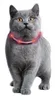 Karlie - Visio Light Led Halsband Katze Orange, 35Cm Produktbild-Vorschau 2
