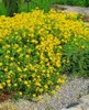Sonnenröschen Gelbe Perle, im Topf - Helianthemum x cult., Produktbild-Vorschau 3