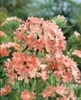 Lychnis chalcedonica, Burning Love, jasnoczerwona, doniczka Podgląd zdjęcia produktu 8