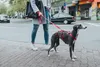 Hunter Sicherheitsgeschirr Vario Rapid, Farbe:rot, Produktbild-Vorschau 8