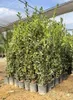 Sunny Tree - Laurus Nobilis Echter Lorbeer Strauch, Produktbild-Vorschau 4