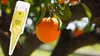 Dünger Citrus - 30 ml - Flüssig - Fördert Wurzelwachstum - Produktbild-Vorschau 9