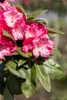 Rhododendron yakushimanum 'Morgenrot', rosa Blüten, 30–40 Produktbild-Vorschau 6