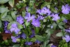 Stauden Gänge 100 x Vinca minor 'Blau' - Blaues Kleines / Produktbild-Vorschau 7