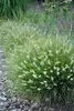Stauden Gänge 1 x Pennisetum alopecuroides 'Little Bunny' Produktbild-Vorschau 2