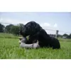 Country Dog Hundespielzeug Daisy, Maße: 35 x 18 cm Produktbild-Vorschau 3