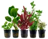 Pflanzen Set mit 5 Einsteiger Topf Aquarium Wasserpflanzen Produktbild-Vorschau 1