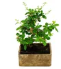 Pokojový bonsai – v moderní designové keramice – pokojový Náhled obrázku produktu 2