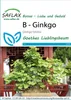 Artikelbild 1 von 'Ginkgo' aus der Kategorie Exotische Samen Voir les images du produit