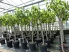 Feigenbaum 150-180 cm Obstbaum winterhart kräftiger Stamm, Produktbild-Vorschau 4