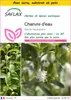 SAFLAX Ensemble de culture - Chanvre d'eau - 100 graines - Voir les images du produit 1