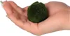 Eco Plant Marimo Ball Moss - gałęzatka 4 - 5cm Eco Plant Podgląd zdjęcia produktu 6