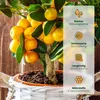 Meine Orangerie Zitruserde und mediterrane Pflanzenerde Produktbild-Vorschau 5