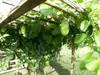 Passiflora quadrangularis – 5 semien Náhľad obrázku produktu 2