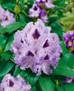 Rhododendron Hybr. 'Blue Peter', Rhododendron, blauviolett, Produktbild-Vorschau 9