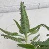 Goethepflanze - Kalanchoe daigremontiana - Brutblatt Produktbild-Vorschau 3