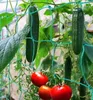 DIXIE STORE, Tomaten und Gurken Rankhilfe, Rankgitter Produktbild-Vorschau 5