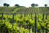 Rosé Kalk & Stein Weingut Unger Produktbild-Vorschau 2