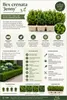 Ilex crenata Jenny 6er-Set 20–25 cm – Japanische Produktbild-Vorschau 2