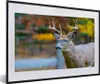 MuchoWow® MuchoWow® Gerahmtes Poster Tierkopf - Hirsche - Produktbild-Vorschau 1
