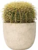 Złoty Kaktus Beczkowy - Echinocactus grusonii - Wysokość Podgląd zdjęcia produktu 6