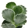 Cotyledon undulata - Silberkrone - Muschel-Sukkulente - im Produktbild-Vorschau 4