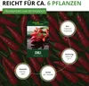 Tabasco Peperoni Etna Samen - Capsicum frutescens - Produktbild-Vorschau 4