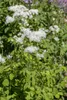 Thalictrum aquilegifolium, Akeleiblättrige Wiesenraute, ca. Produktbild-Vorschau 2