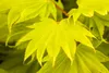 Acer shirasawanum 'Aureum', Japanischer Ahorn, goldgelb, Produktbild-Vorschau 1