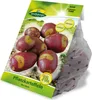 Pflanzkartoffel Miss Blush (10 Stück) (rot/gelb, Produktbild-Vorschau 2