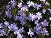 Phlox subulata 'Emerald Cushion Blue', Polsterphlox, blau, Produktbild-Vorschau 6