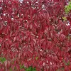 2 x  Wilder Wein  - Parthenocissus quinquefolia Produktbild-Vorschau 2
