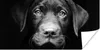 MuchoWow® Poster Nahaufnahme Labrador Welpe vor schwarzem Produktbild-Vorschau 1