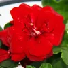 Geranien hängend - Pelargonium peltatum - 12cm Topf - Set Produktbild-Vorschau 3