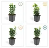Couvre-sol - Fusain rampant - Euonymus japonicus 'Green Voir les images du produit 4