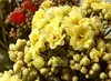 Bloomique - Lot de 3 - Kalanchoé - Fleurs jaunes - Plante Voir les images du produit 3