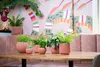 A collection of potted plants on a wooden table in front of a colorful, abstract mural and a pink upholstered bench. Voir les images du produit