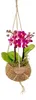 Kokodama Phalaenopsis (L) Náhľad obrázku produktu 8